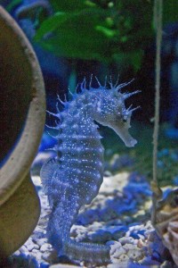 Seahorse