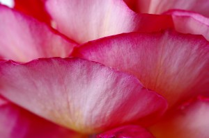 Pinkpetals© Joao Estevao Andrade De Freitas Dreamstime Stock Photos