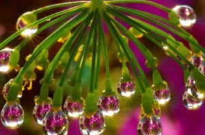 dewdrops