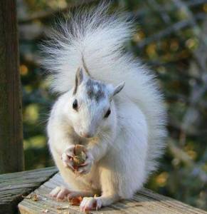 white-squirrel