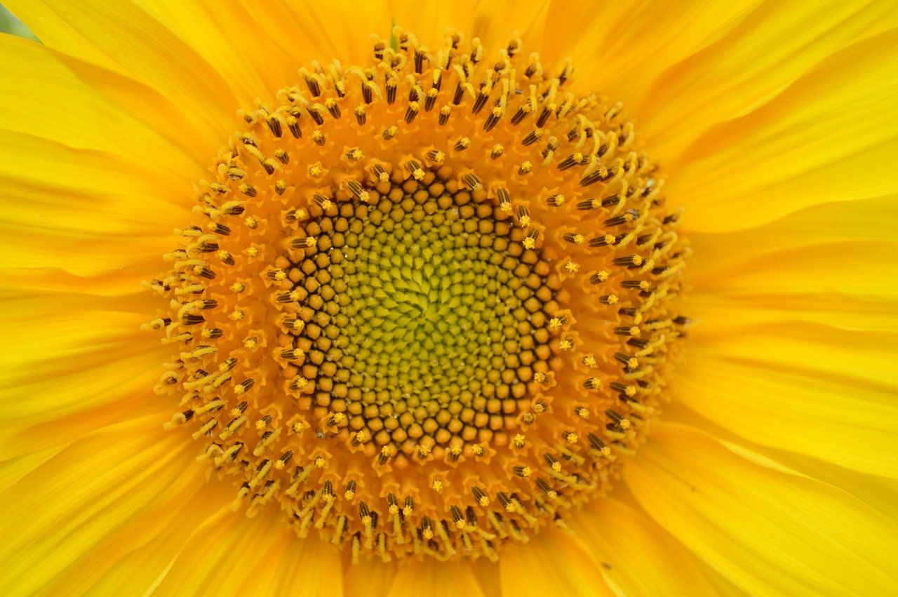 sunflower-829967_1280